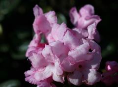 R.cephalanthum var.crebreflorum